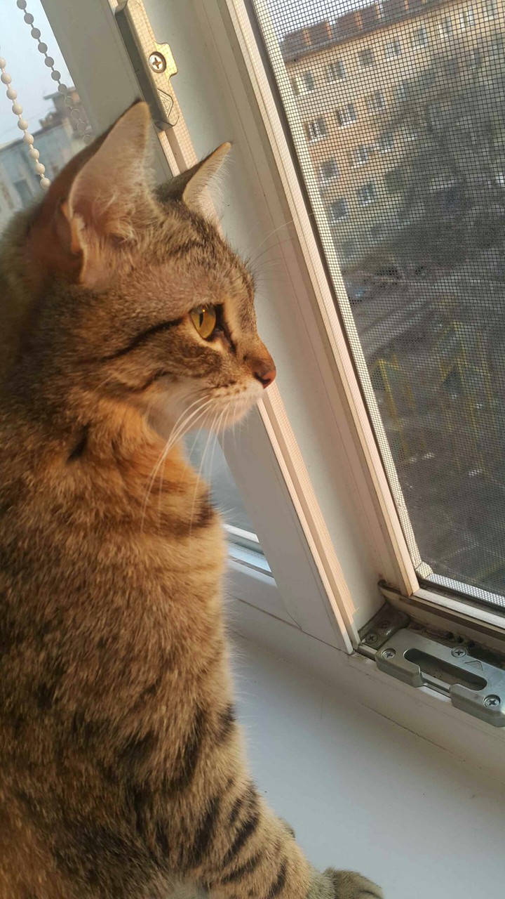 cat