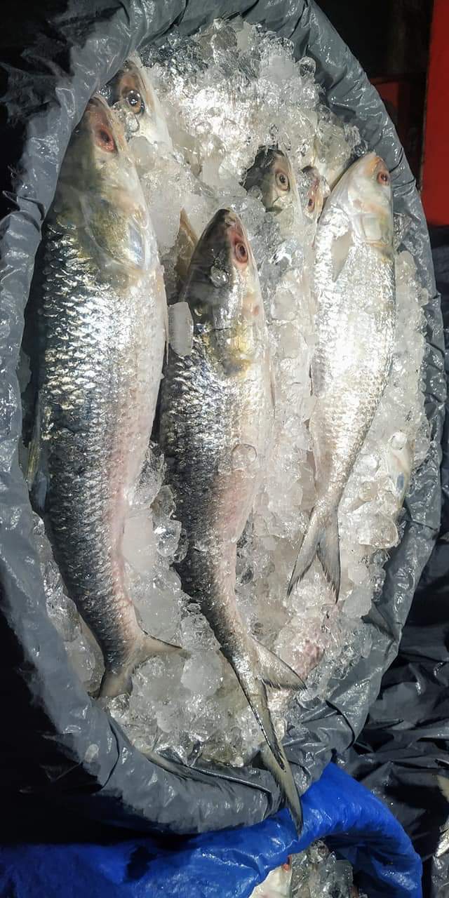 ilsha fish
