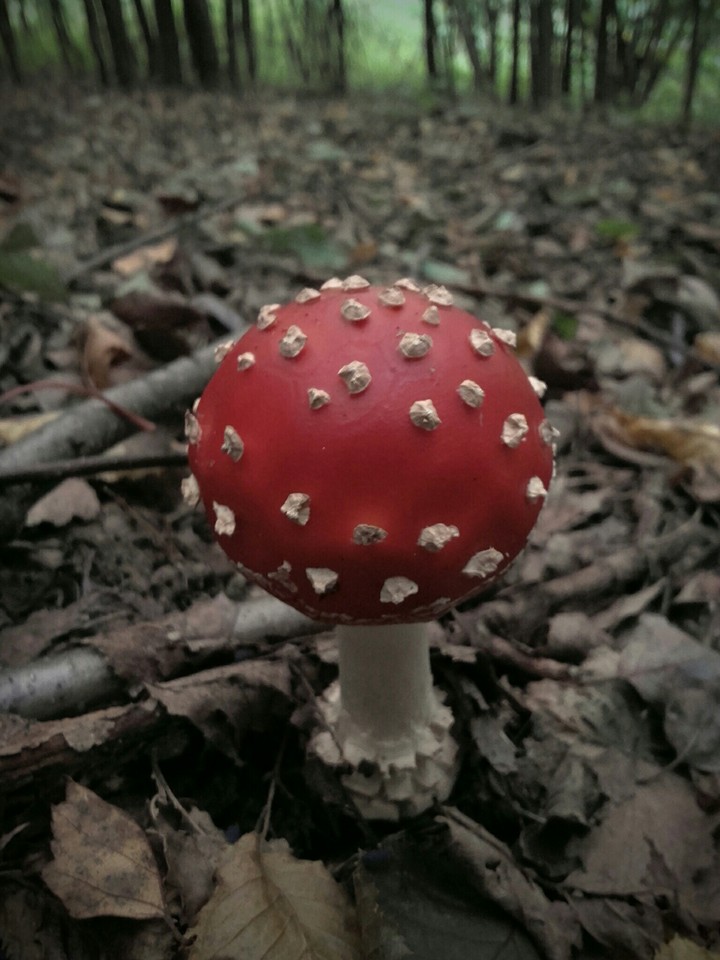 toadstool
