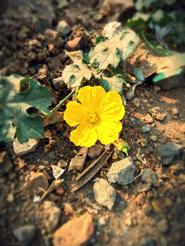 yellow flower