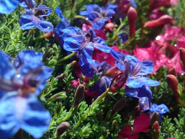 flowers