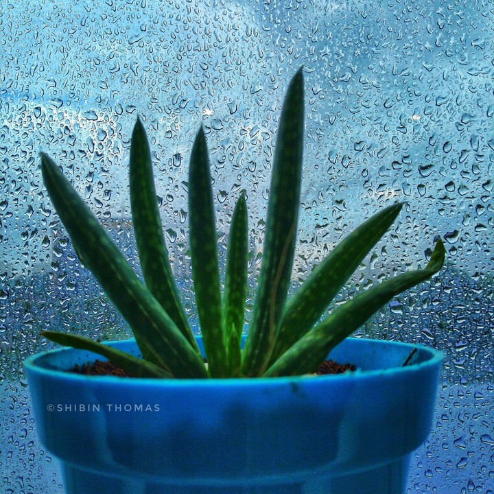 Rain Drops