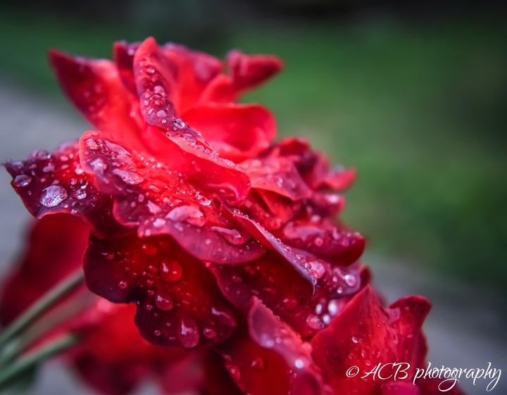 acb rose