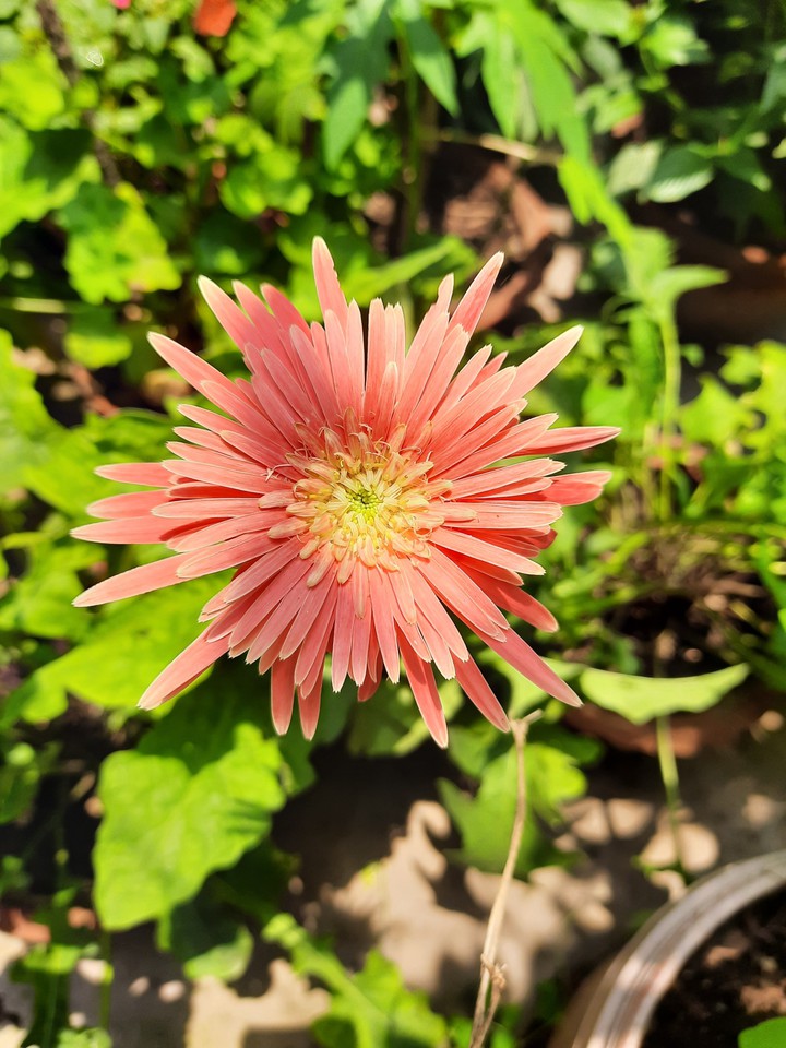 blooms