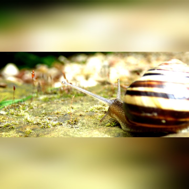 Slug After Rain