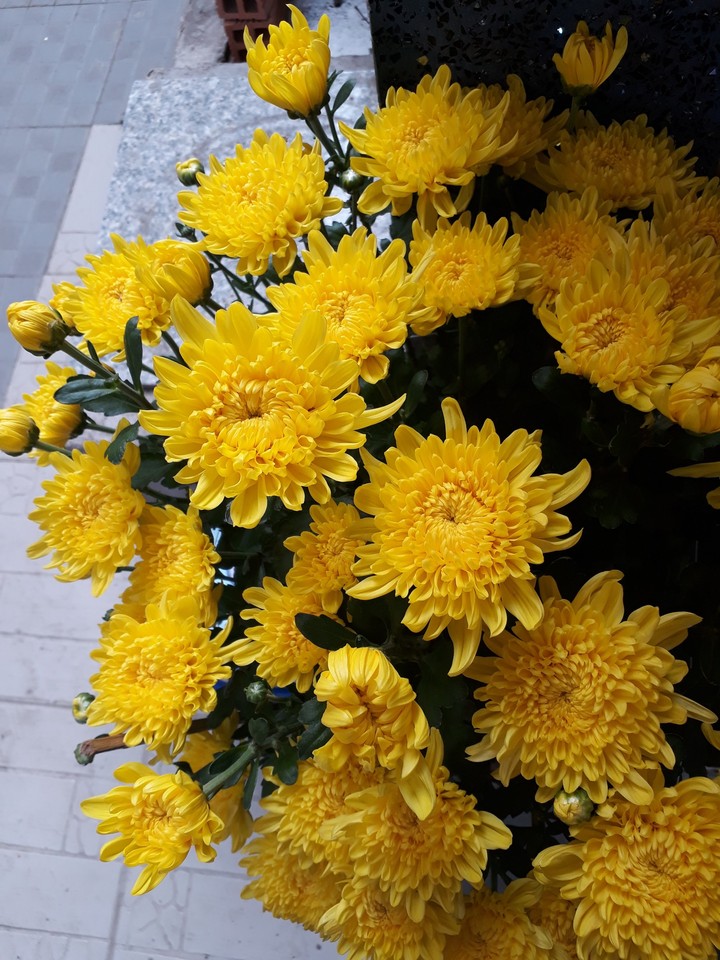 spring