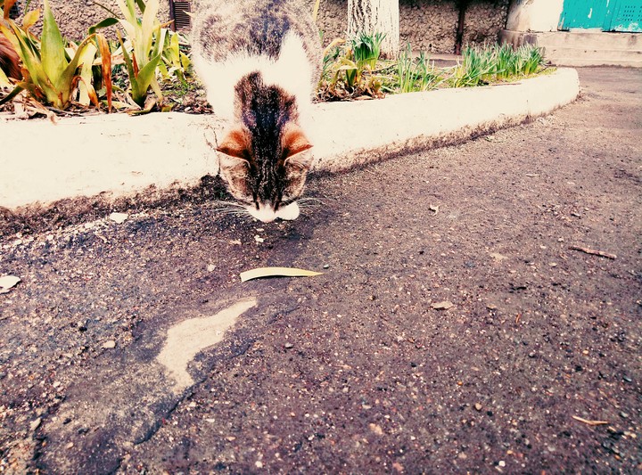 Котик