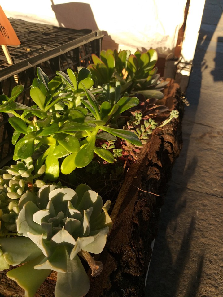 Plants