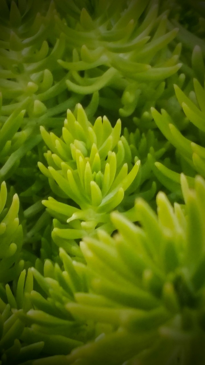 green plant