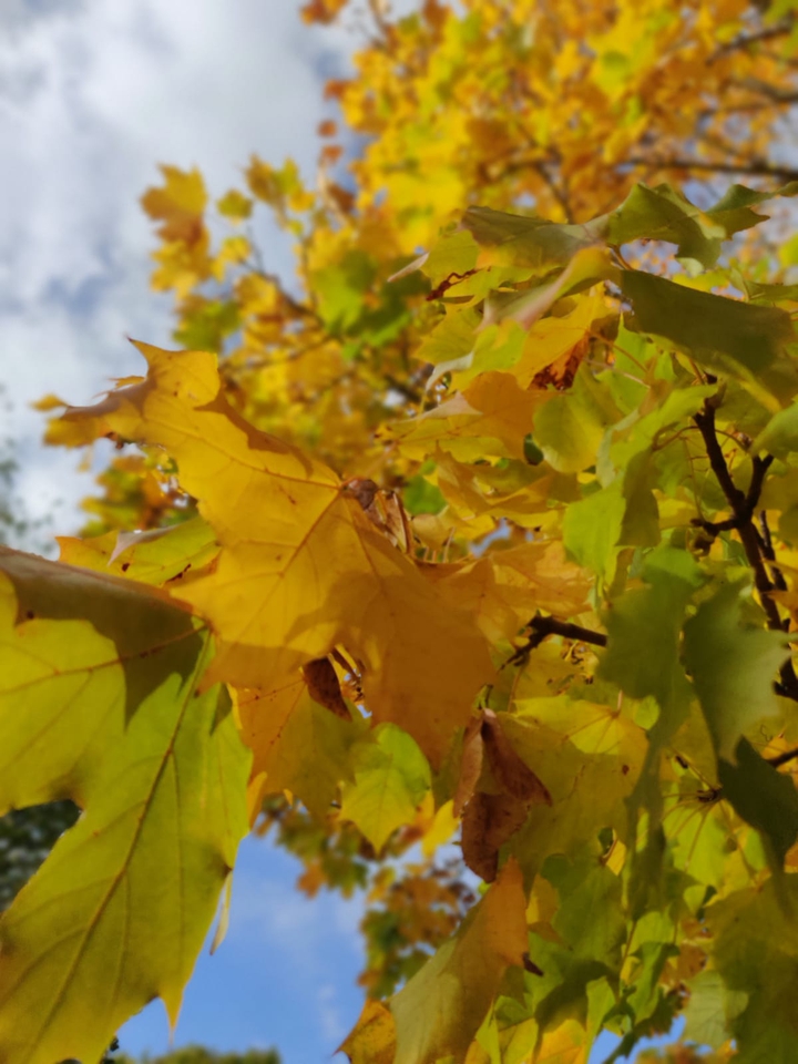 Autumn