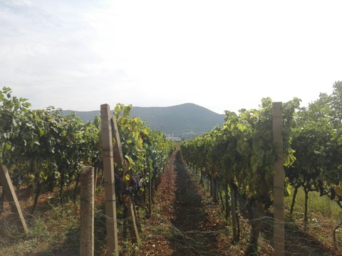 wnnica