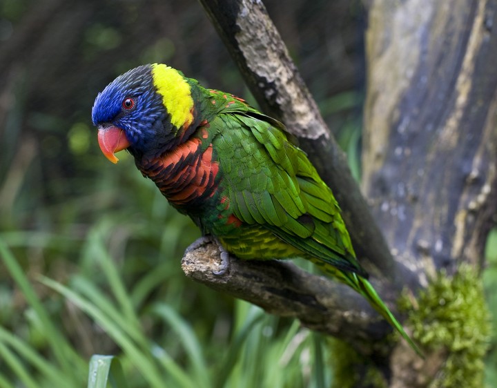 Parrot