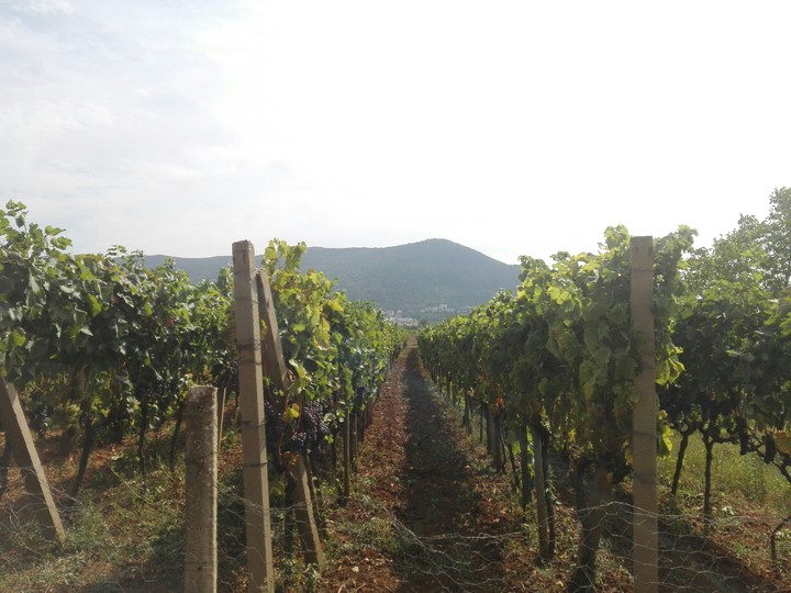 wnnica