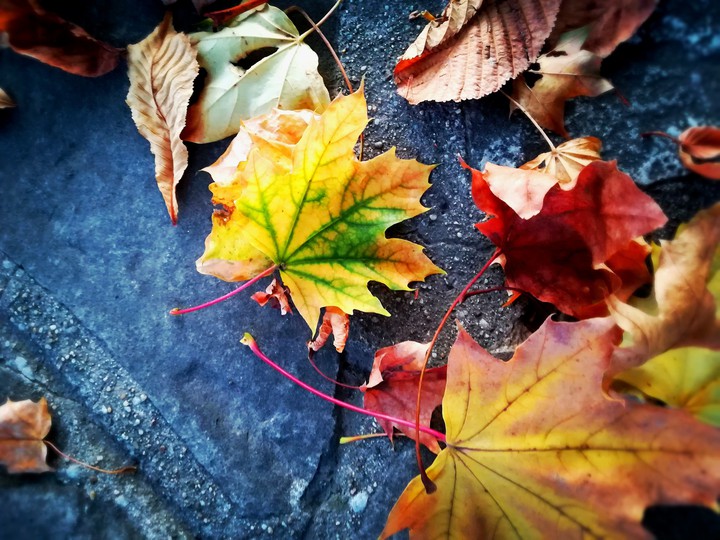 Autumn Leaves of Budapest