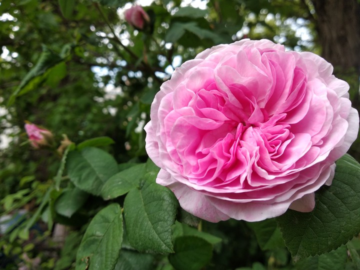 rose