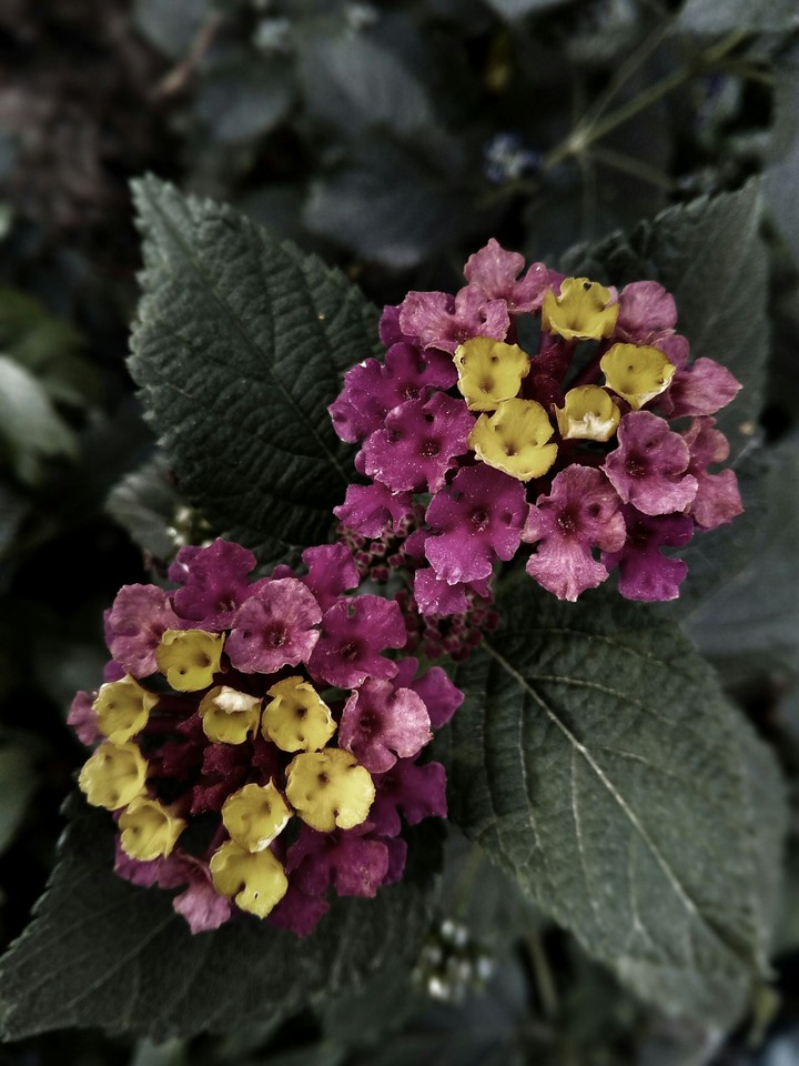 grey_Flowers