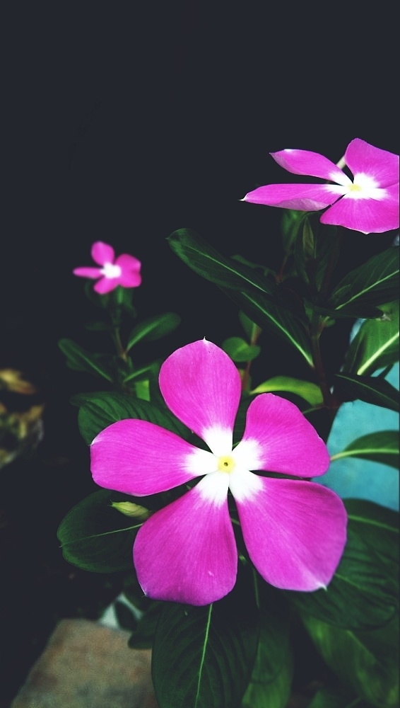 ??Hkoona matata