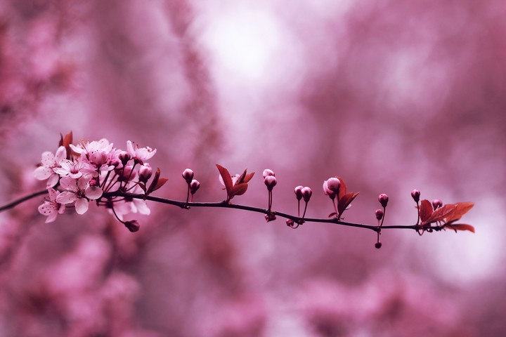 Blooming Branch