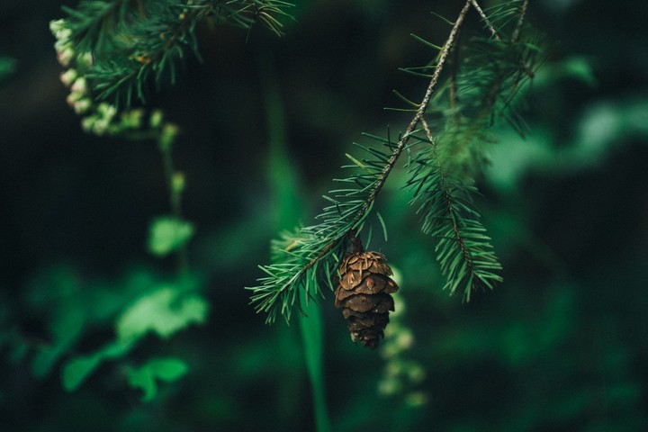 Cone