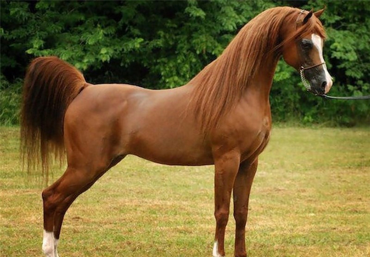 horse