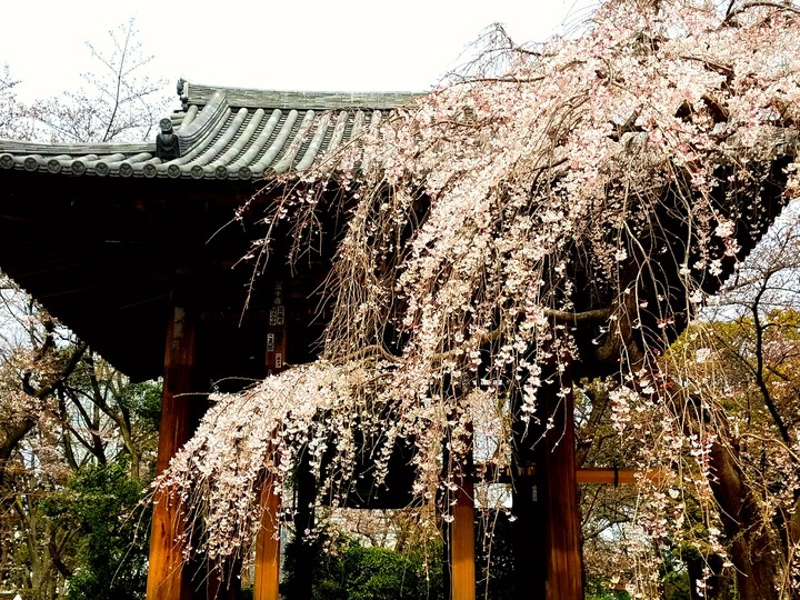 桜と鐘