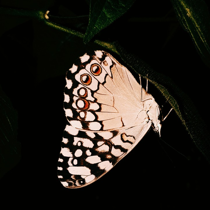 #borboleta maravilhosa