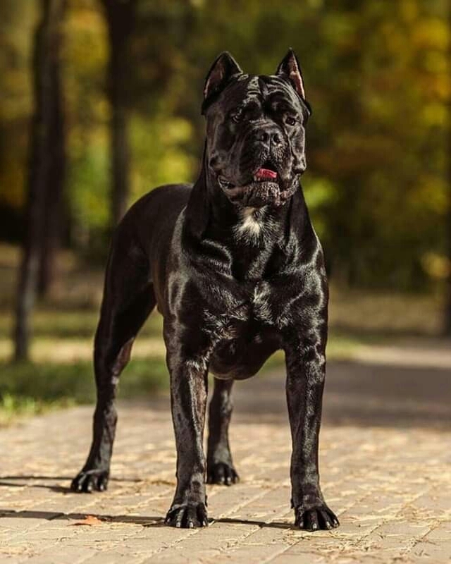 dog