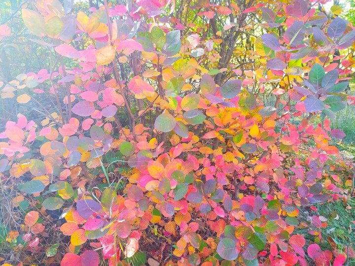Autumn bushes