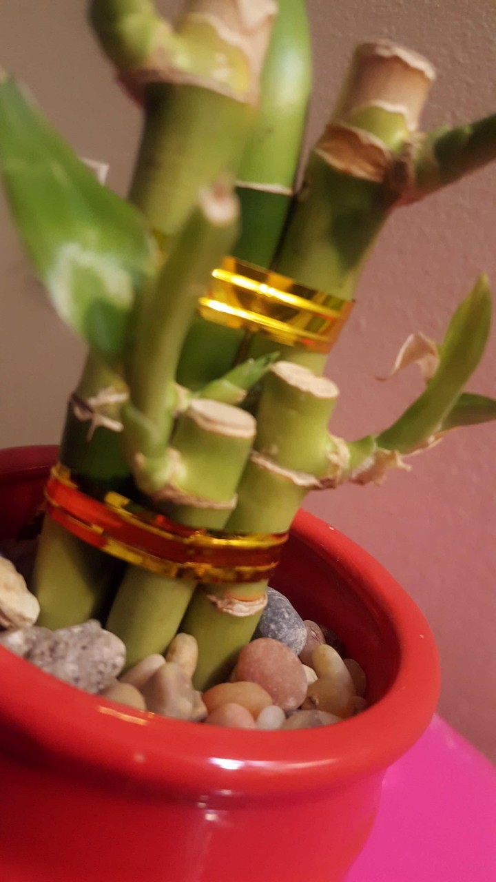 Bamboo