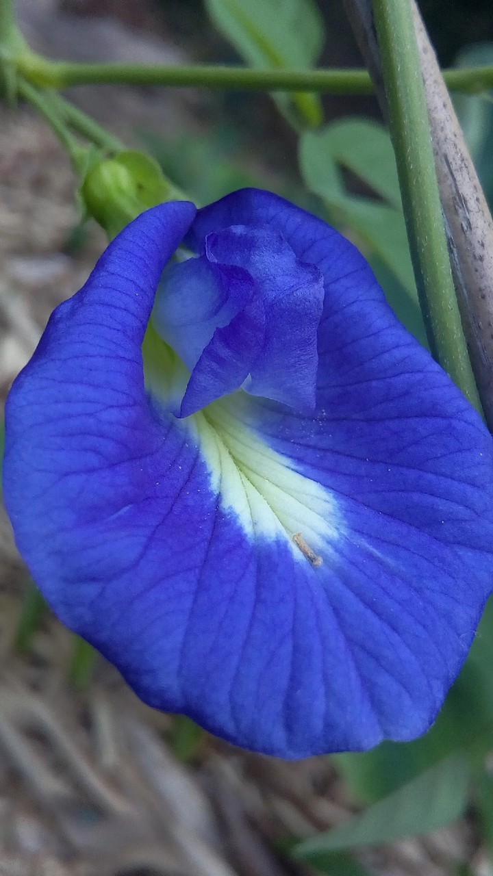 blue flower