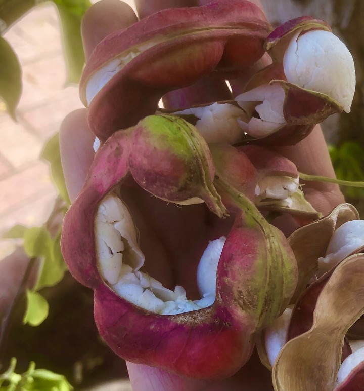 Guamúchiles
