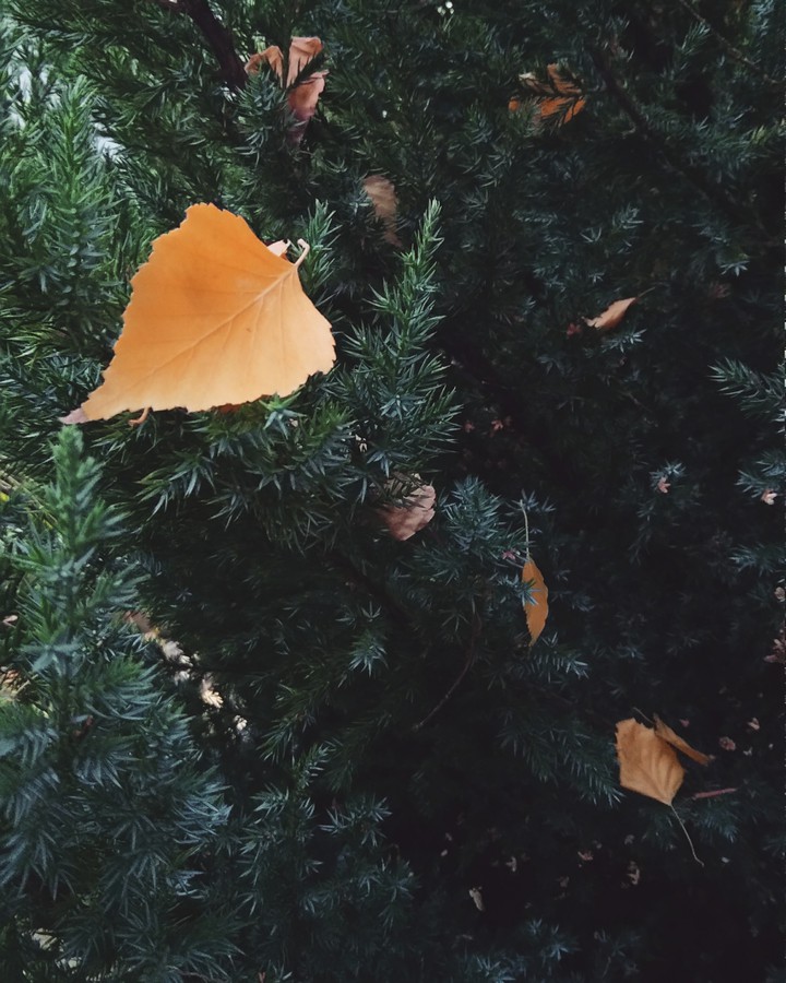 fall