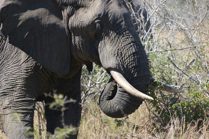 elephant.