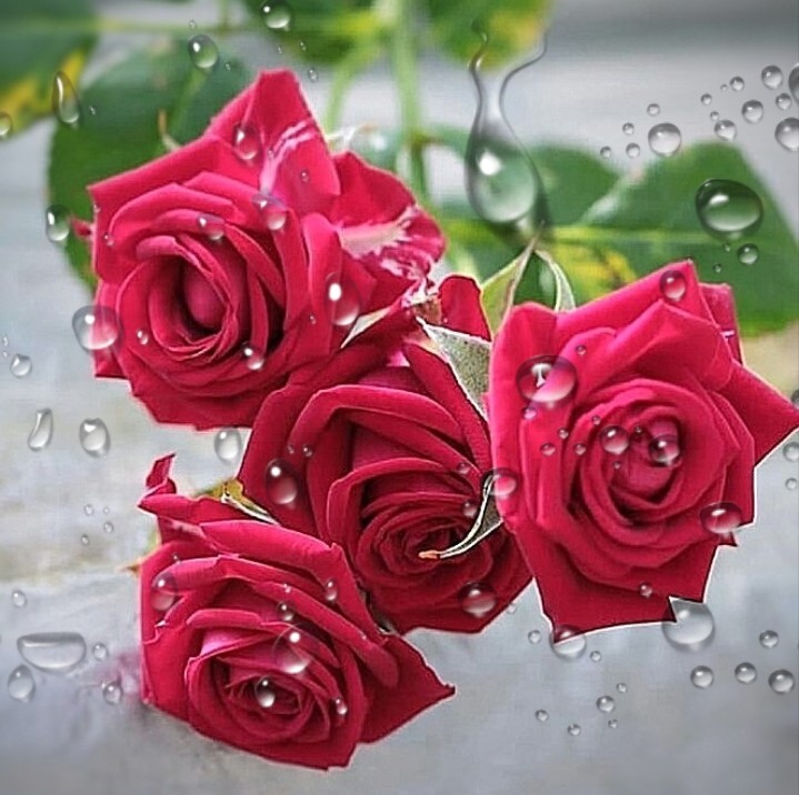 4⃣ Roses