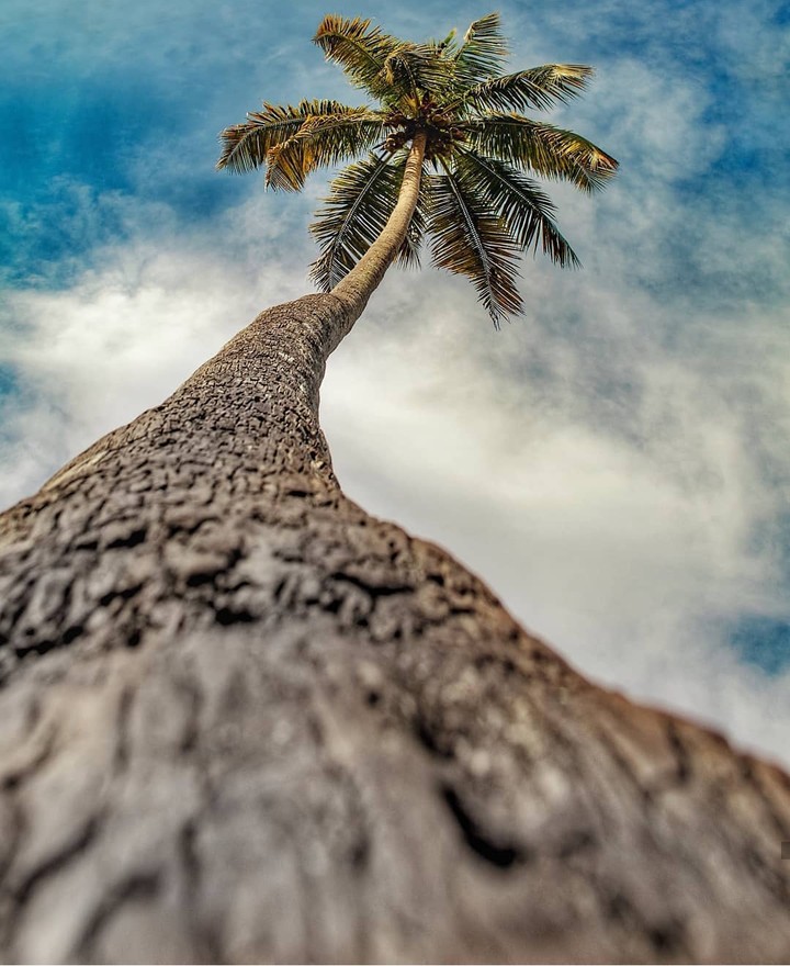 tree