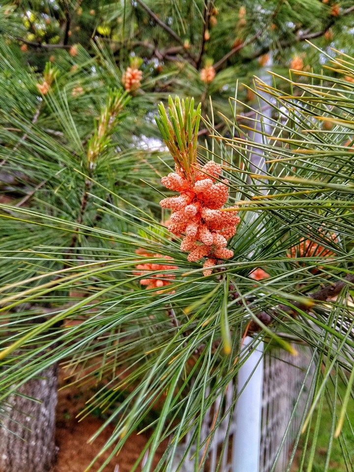 Pinecone