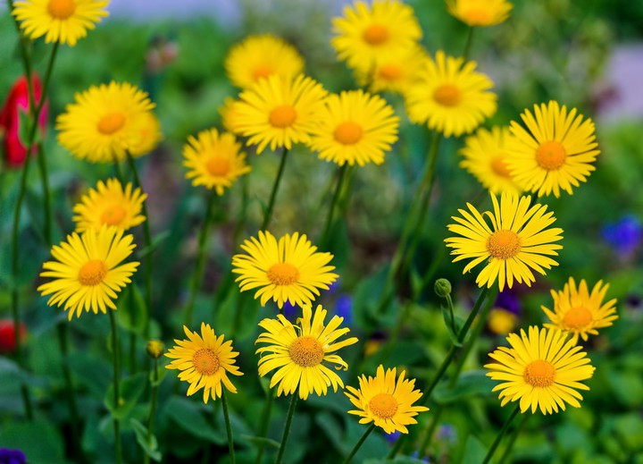flowers