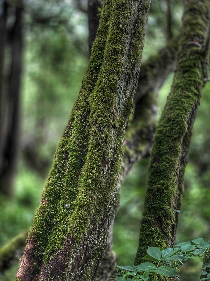 Holz