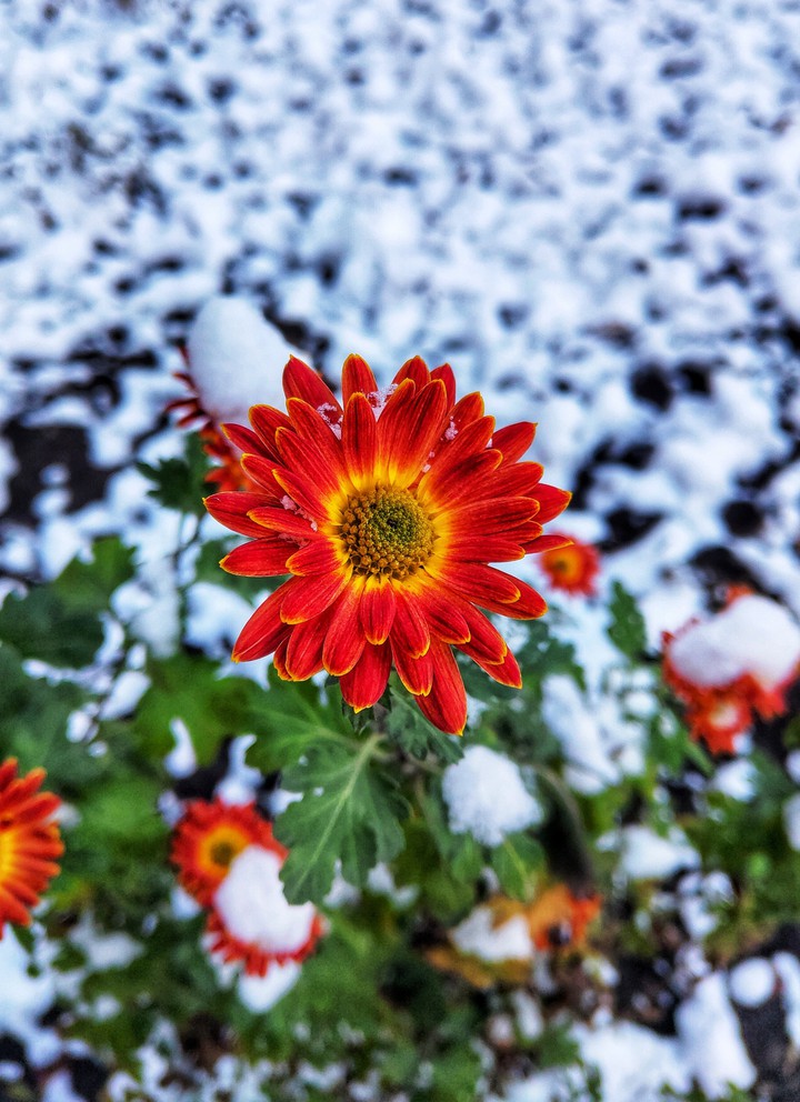Flower in the snow