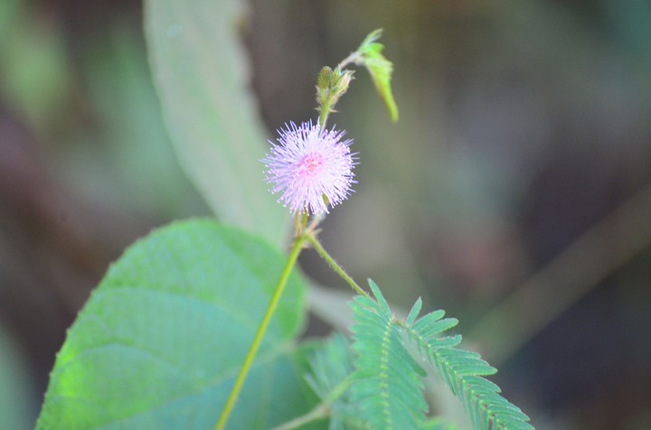 wildflower