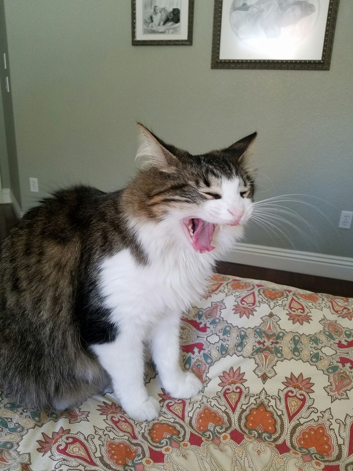 Yawning Cat