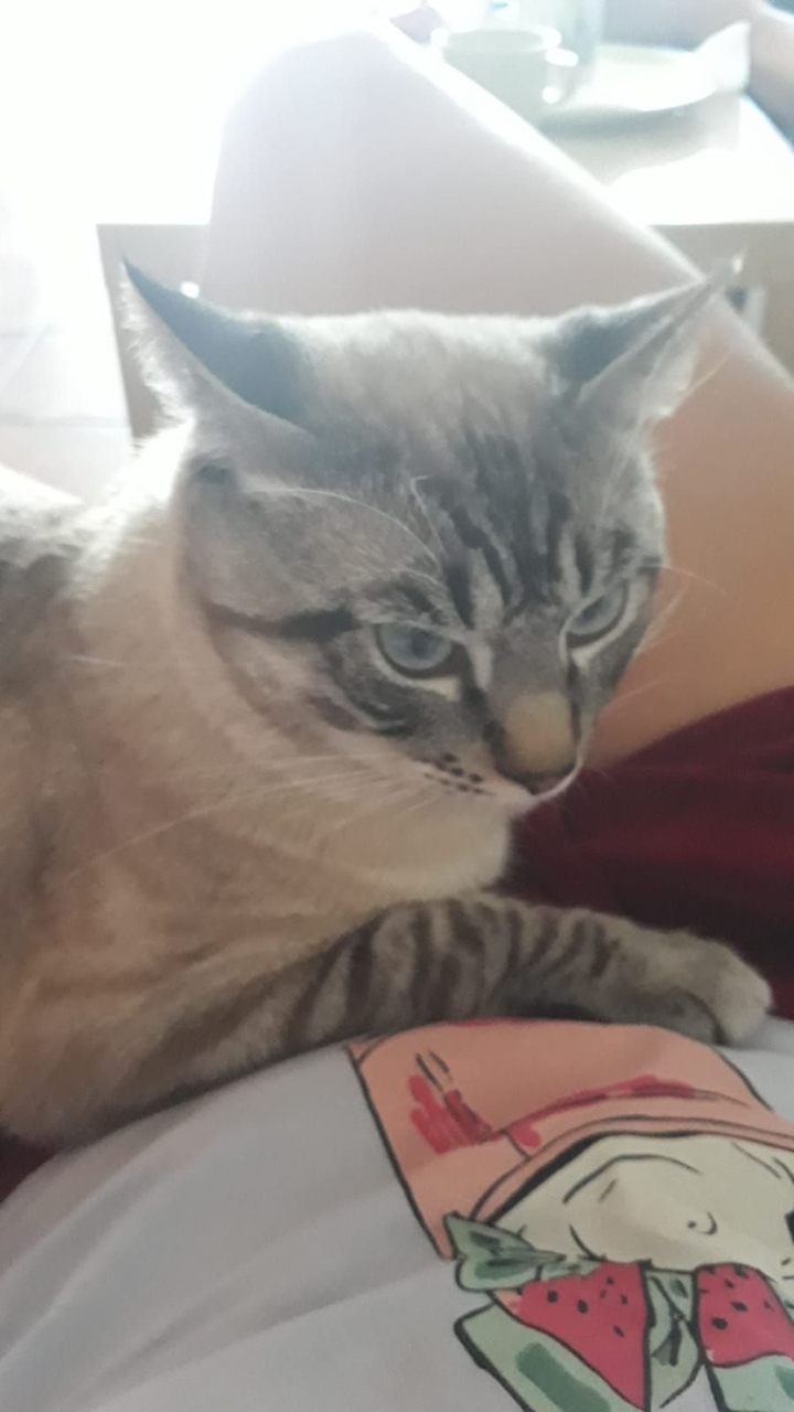 Лапчик