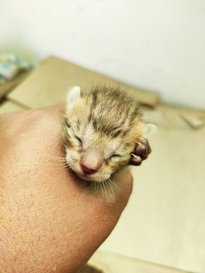 Baby cat