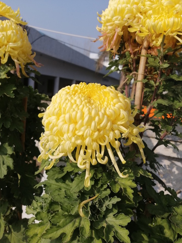 flowers