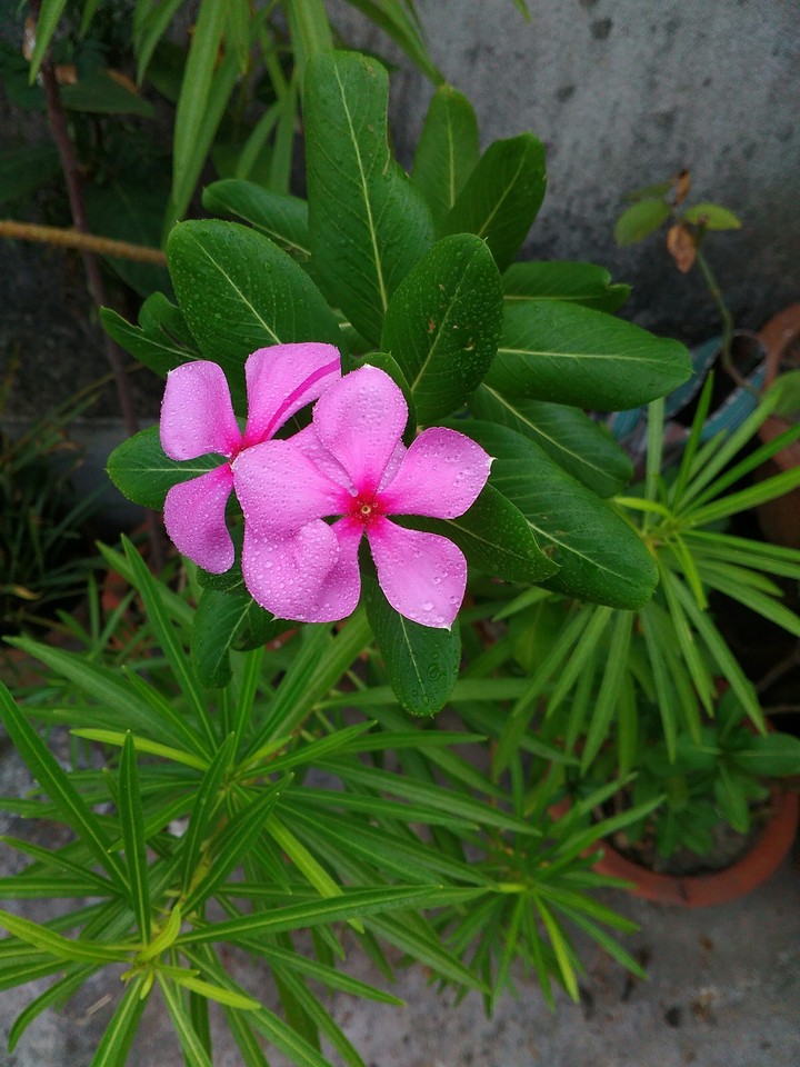 নয়ন তারা ফুল