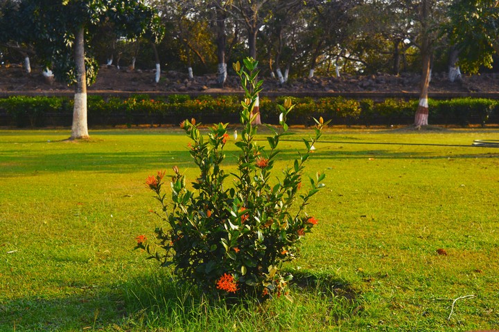 Plant
