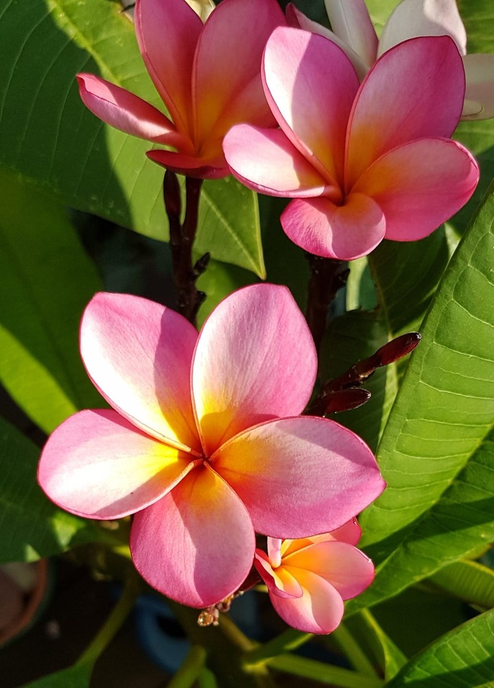 Frangipani 5