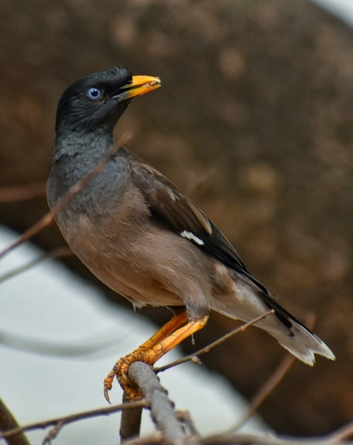 myna