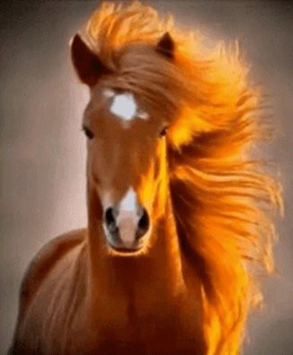 pferd