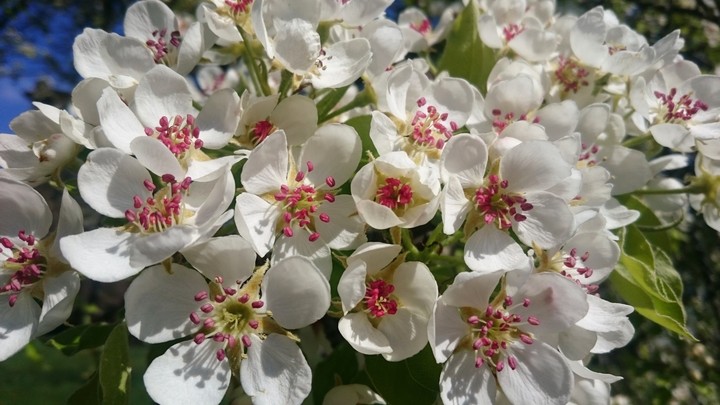 fleurs de cerisier